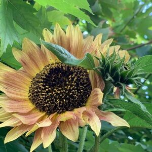 Vibrant "Autumn Beauty" sunflower. 45 seeds per package.